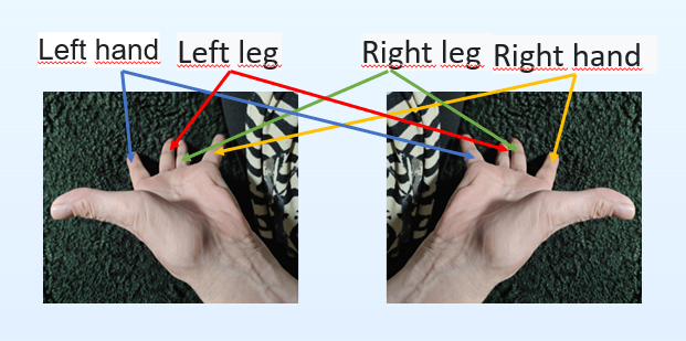 Su Jok Scheme - Foot and Hand Areas on Fingers