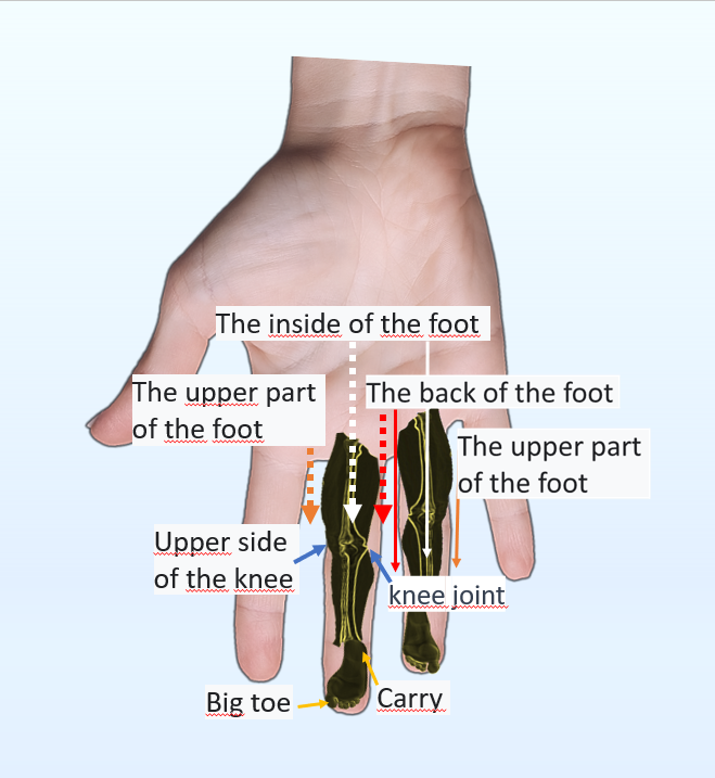 Su Jok Scheme on the Palm: Foot Reflexology Area