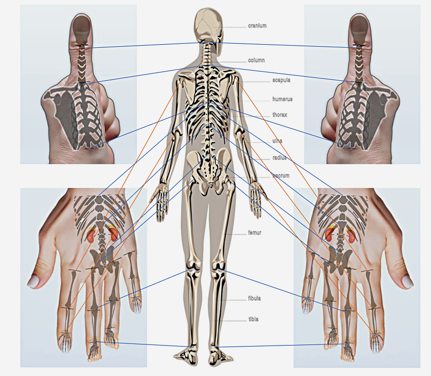 Su Jok Scheme on the Palm: Human Body's Back Side Representation