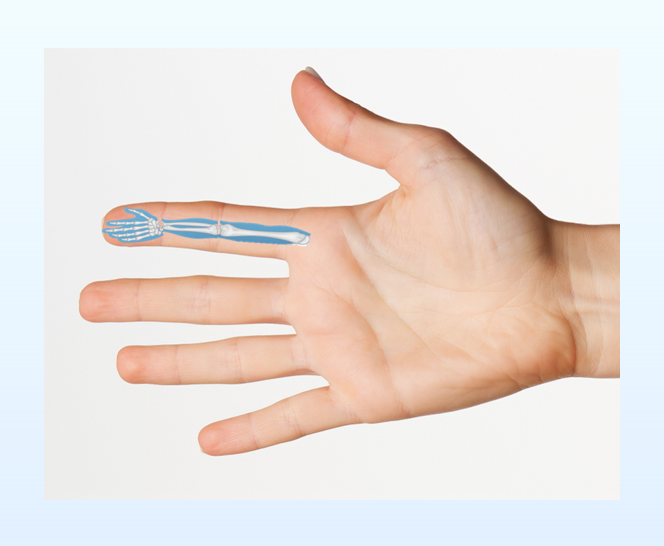 Su Jok Scheme on the Palm: Right-Arm Area